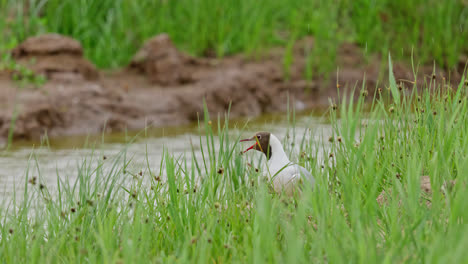 Gaviota-De-Cabeza-Negra-Alimentando-A-Sus-Polluelos-En-Las-Marismas-Costeras-De-Lincolnshire,-Reino-Unido