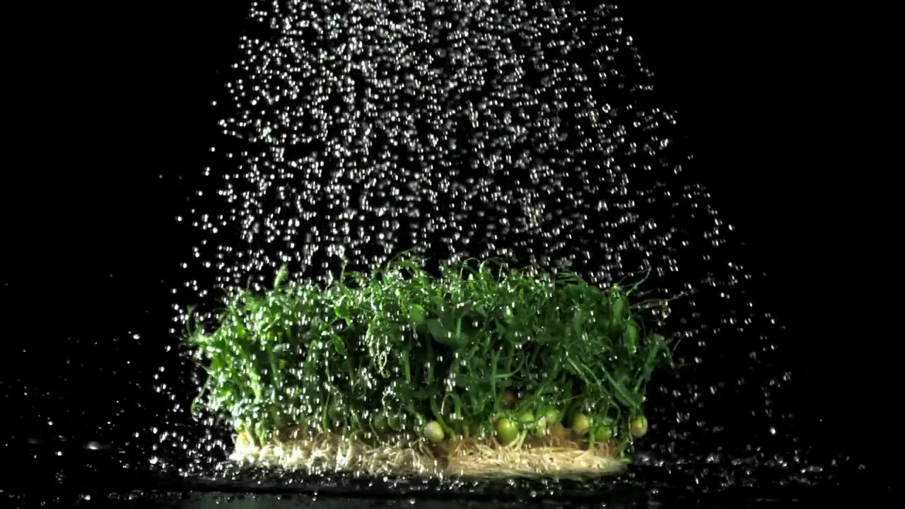 Gocce d'acqua che cadono su microgreens verdi vivaci al rallentatore