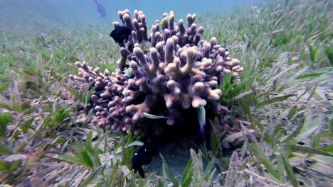 corales pedregosos bajo el agua en dahab, egipto