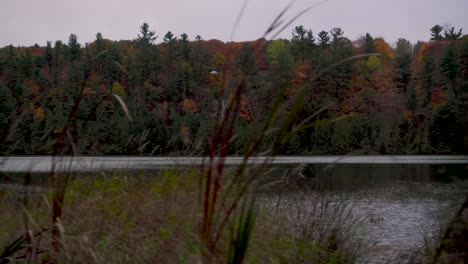 Slow-pan-to-the-right-of-cat-tails-zoomed-in-with-a-lake-and-a-hill-with-lots-of-autumn-coloured-trees-in-the-background