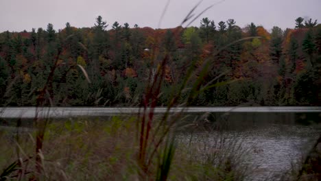 slow pan to the right of cat tails zoomed in with a lake and a hill with lots of autumn coloured trees in the background