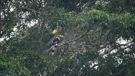 Great-Hornbill,-Buceros-bicornis