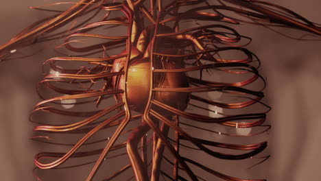 medically accurate animation of heart with vains and arteries