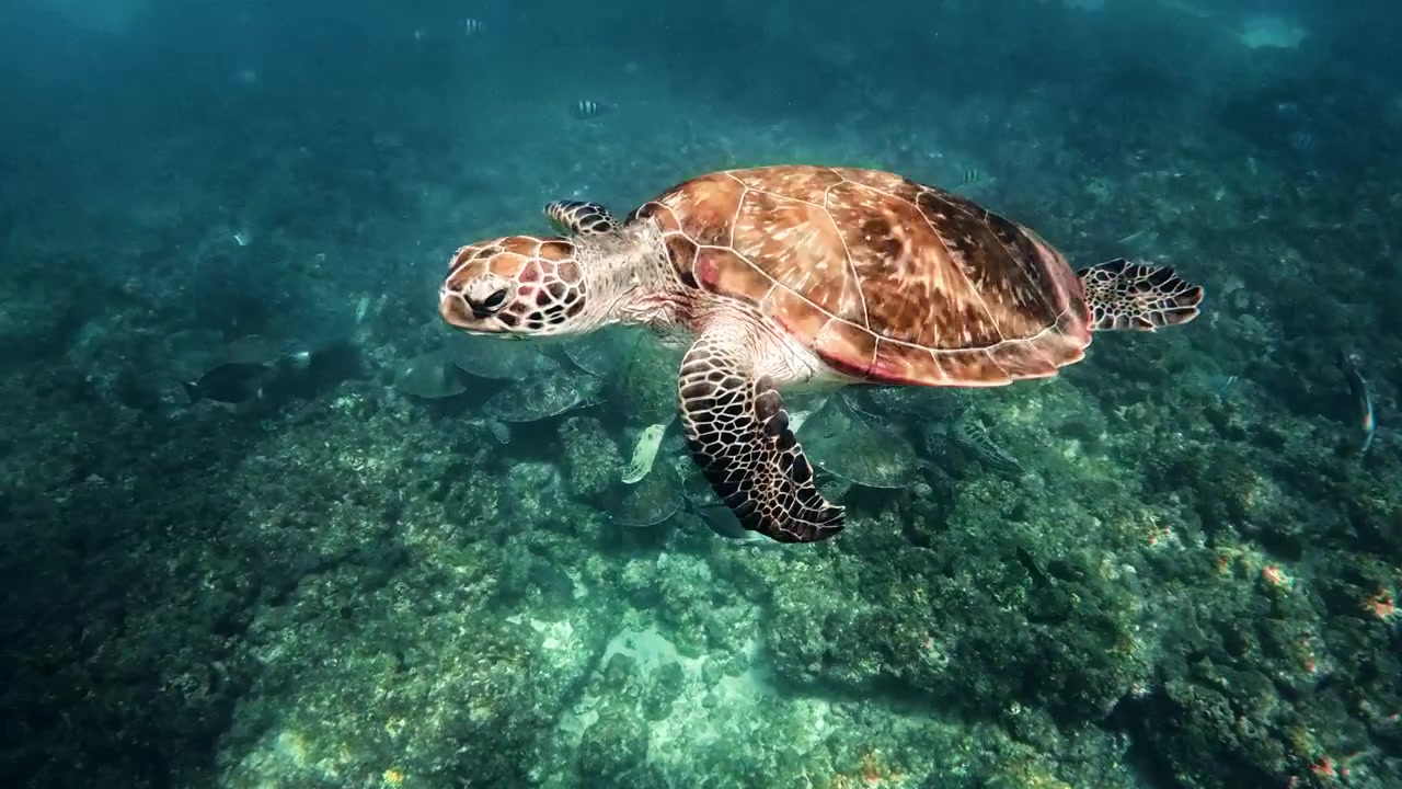Sea turtle swims among the corals