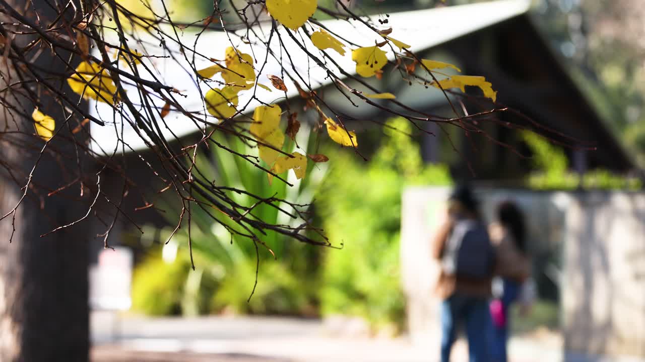 멜버른 동물원 에서 나무 가지  에서 산책 하는 부부