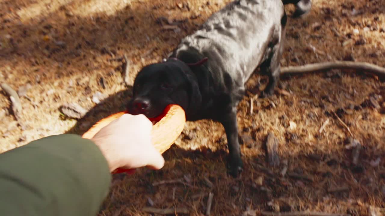 Musta labradorinnoutaja leikkii köydenvetoa omistajansa kanssa metsässä