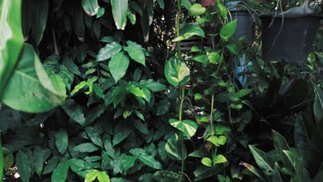 natural landscape view slowmotion tilt up in the natural green tropical forest in asia