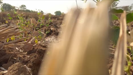 desforestación del paisaje agrícola debido a las sequías resultantes del cambio climático