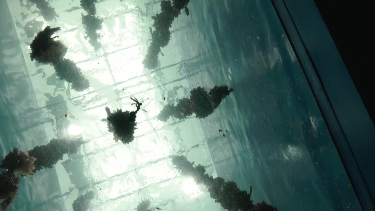 크에서 해조류 재배