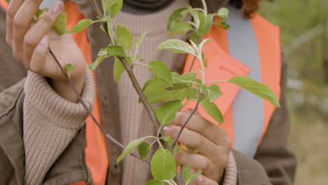 Close-up-view-of-the-hands-of-an-african-american-woman-activist-touching-the-leaves-of-a-tree-in-the-forest