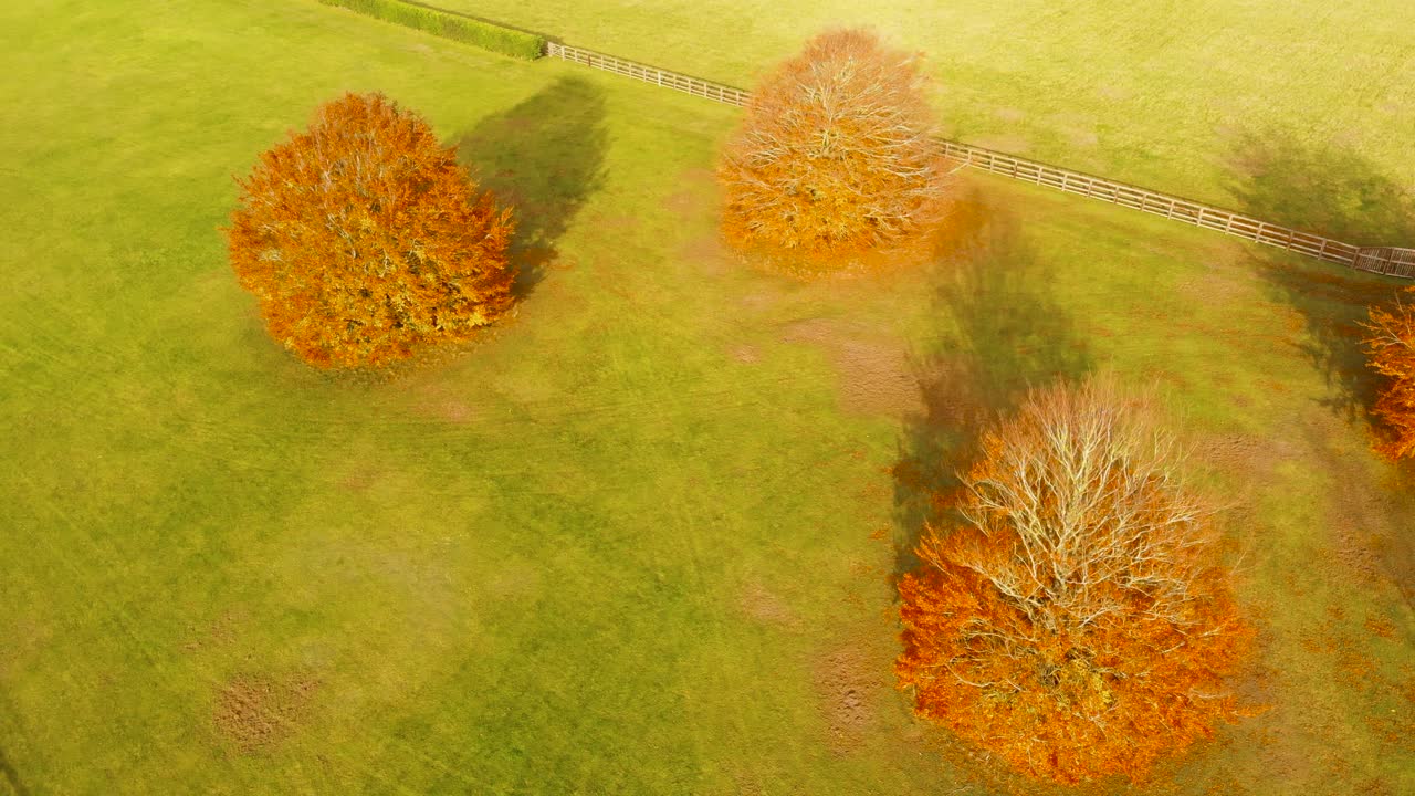 영국 테트포드 노퍽의 가을 시즌을 나타내는 푸른 잔디 위에 노란 잎을 흘리는 네 그루의 나무의 공중 전망 회전 샷