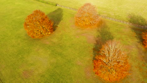 Vista-Aérea-Toma-Giratoria-De-Cuatro-árboles-Arrojando-Sus-Hojas-Amarillas-Sobre-La-Hierba-Verde-Que-Indica-La-Temporada-De-Otoño-En-Thetford-Norfolk,-Reino-Unido