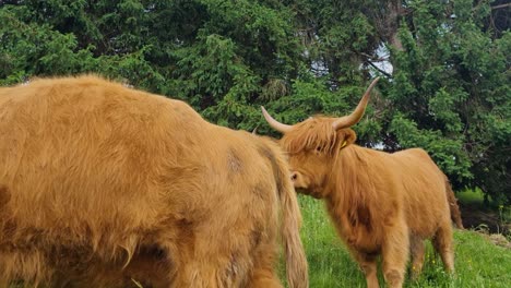 close-up of the back of a scottish highland cow and another one looking curiously at the camera, filmed in the mountains of switzerland on clear spring day