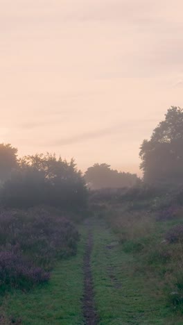 misty sunrise path through heath land