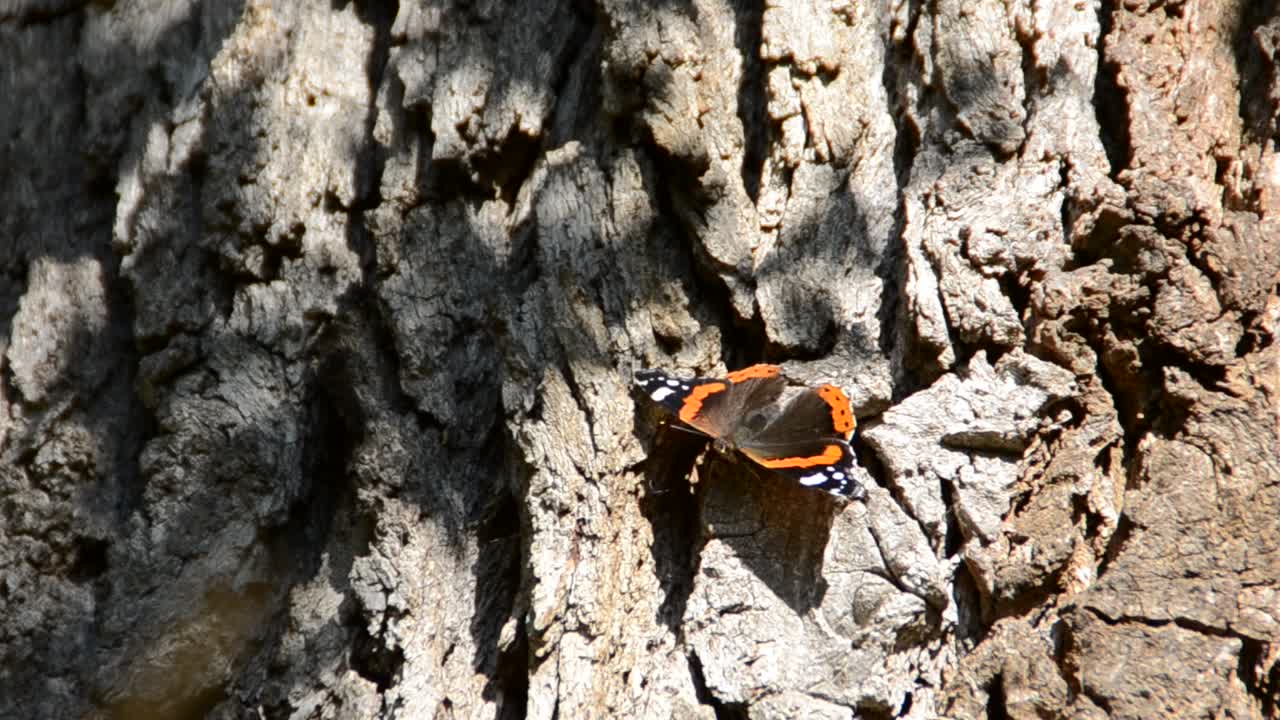 farfalla sui fiori