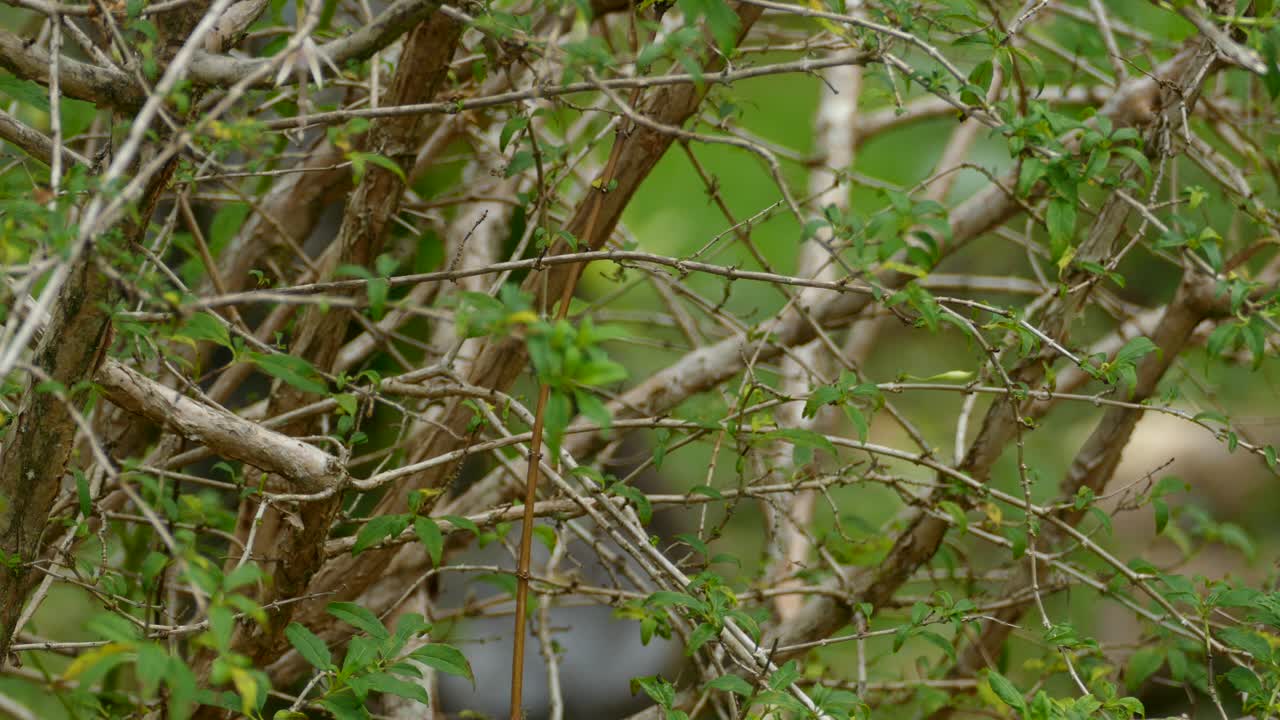 이륙하기 전에 나뭇가지에 흰색 목구멍이 있는 우아한 푸른 왕관을 쓴 녹색 벌새