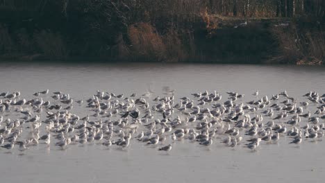 bandadas de gaviotas cayendo sobre el lago congelado