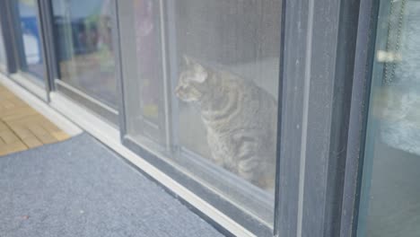 Blick-Auf-Eine-Getigerte-Katze,-Die-An-Einer-Fliegengittertür-Steht-–-Nahaufnahme