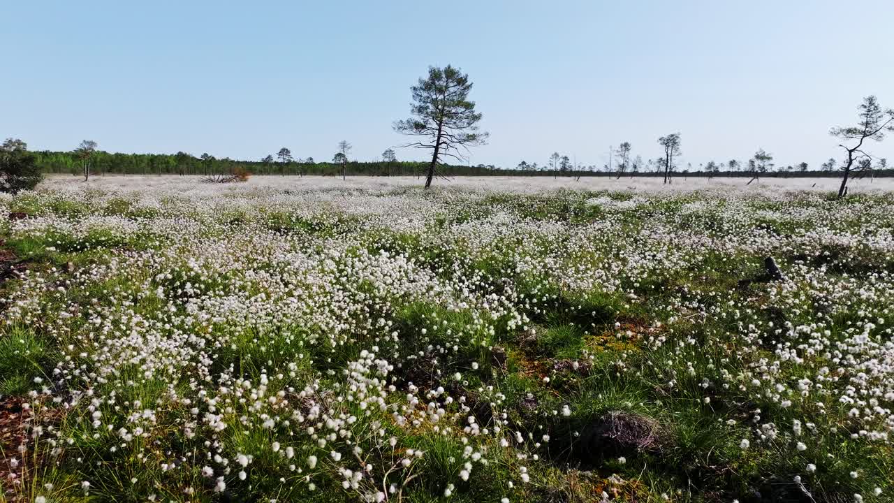 Slow drone motion reveals vast white Eriophorum blooming across sunny Latvia bog