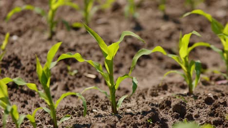 static close-up of small corn plants at crop field moving in wind