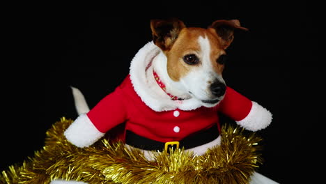 Adorable-Cachorro-Con-Traje-De-Papá-Noel-Entrando-En-El-Espíritu-Festivo-Navideño