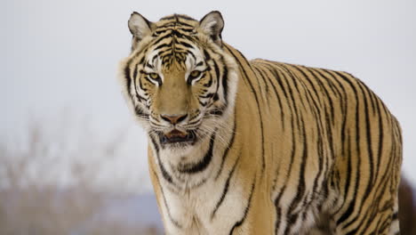 beautiful wildlife striped siberian tiger