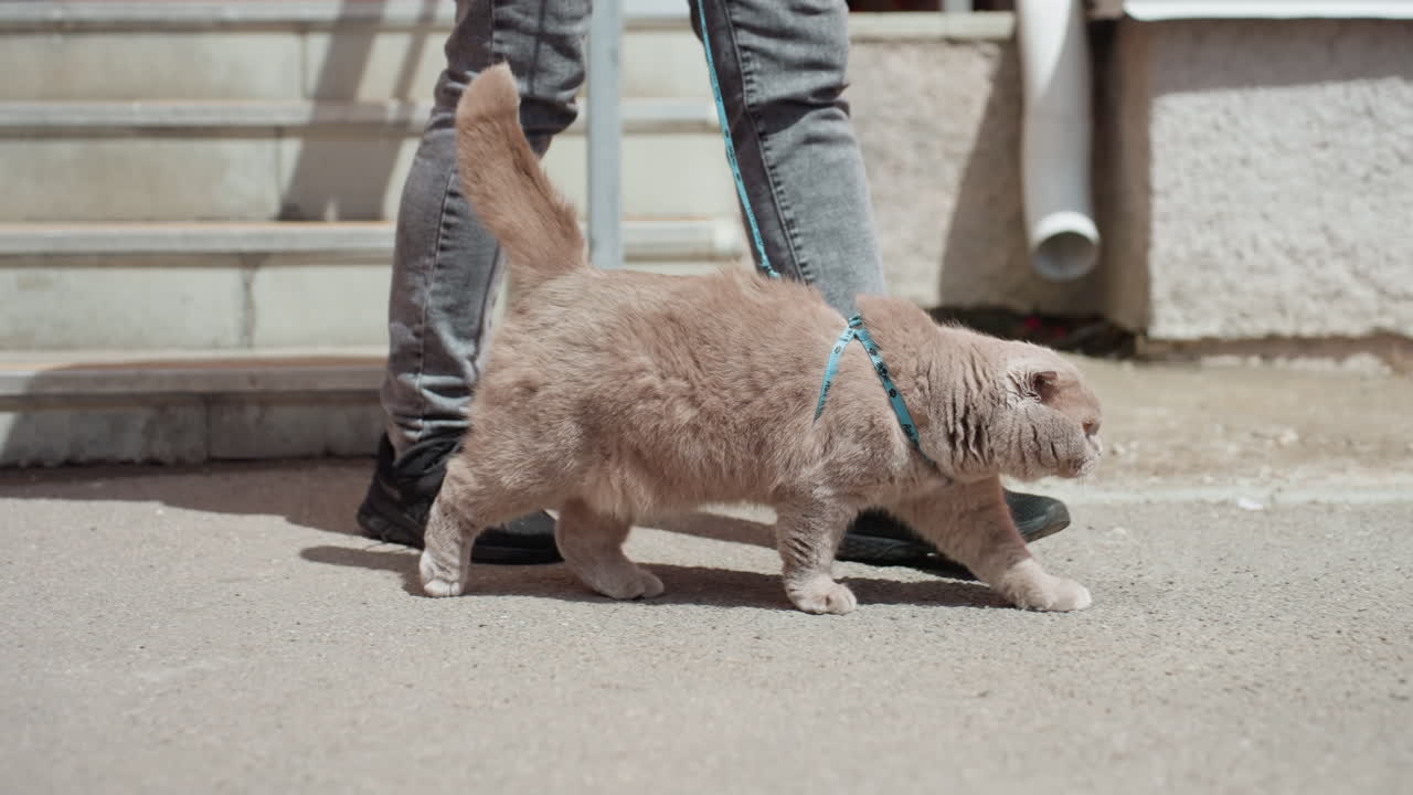 Pet With Leash Gracefully Descending Sunlit Outdoor Staircase With Attentive Stance, Cat On Leash Carefully Navigating Outdoor Steps With Steady Paws And Concentrated Posture While Owner Stands Nearby