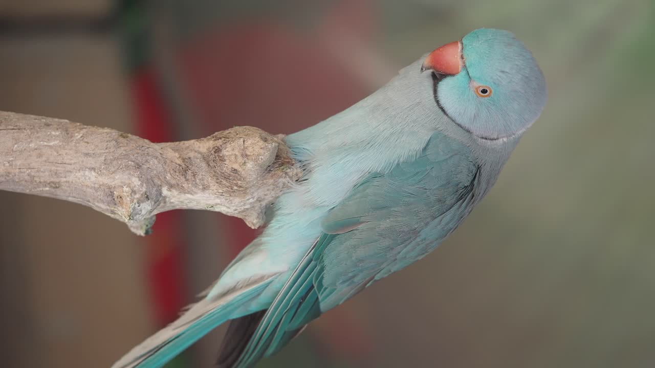 Blue Ringneck Parrot on a Branch