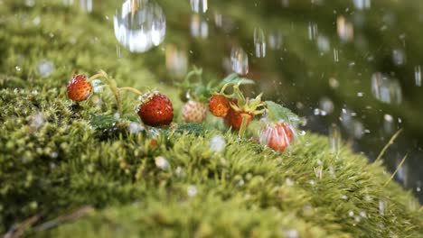 drops of spring rain fall on wild strawberry in the forest. shot on super slow motion camera 1000 fps.