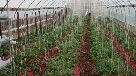 poor man's green house with young tomato plants being grown and care for