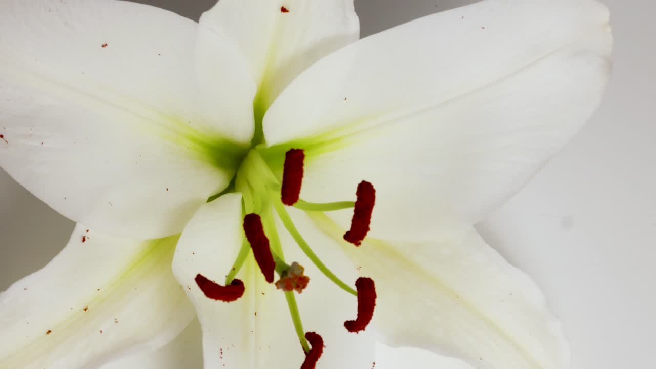 A white lily flower spins gracefully, highlighting its delicate petals and vibrant stamens in soft, even lighting