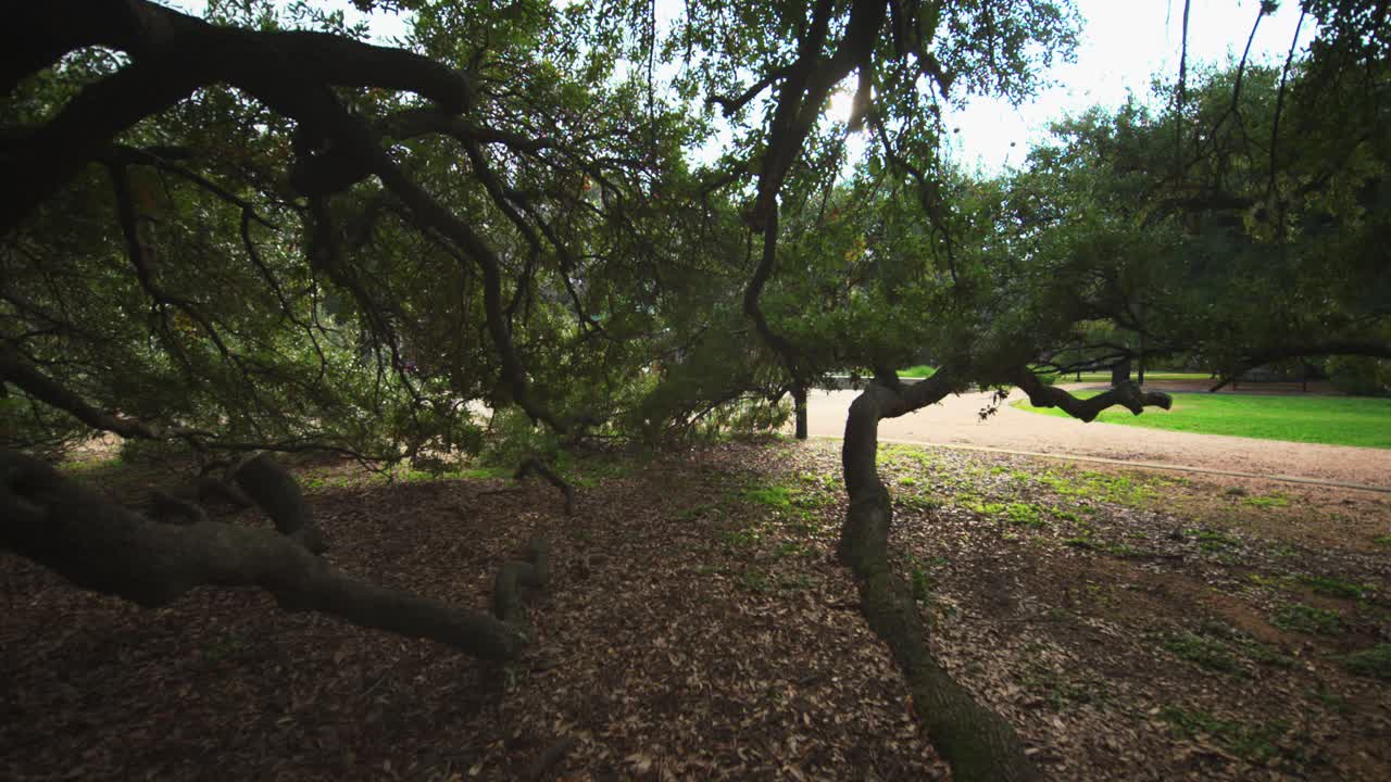 robles retorcidos en el parque