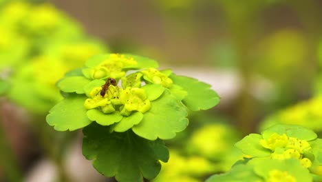 hormiga roja bebe agua de una flor de saxifraga dorada de hojas alternas, flor silvestre formadora de alfombras que crece en un humedal junto al agua
