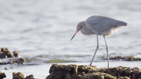 La-Garceta-Rojiza-Vuela-Del-Arrecife-Fosilizado-En-Un-Día-Ventoso-En-Cámara-Lenta