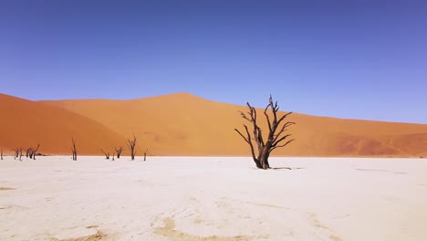 4k drone flying through dead camel thorn trees in deadvlei, near sossusvlei, namib-naukluft park, namibia