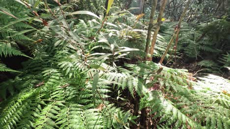 sunlight filtering through dense forest ferns