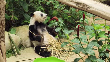un panda gigante comiendo bambú.