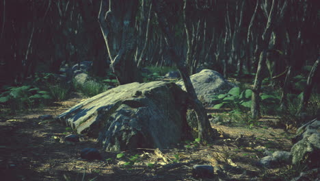 raíces de un árbol en un bosque brumoso