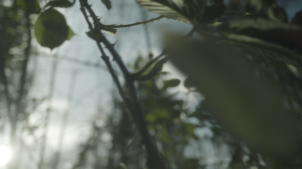 Green leaves moving in the wind while being backlit by the sun | Close-up shot
