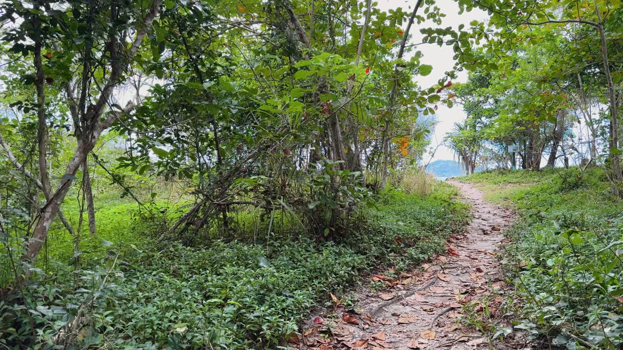 A tranquil forest path winds through lush greenery in Port Douglas, captured in natural daylight with a serene atmosphere