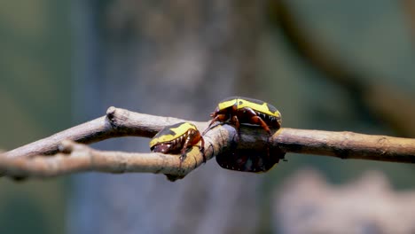 Macro-of-beauty-African-Scarab-Beetles-resting-on-wooden-branch-during-sunny-day-in-wilderness