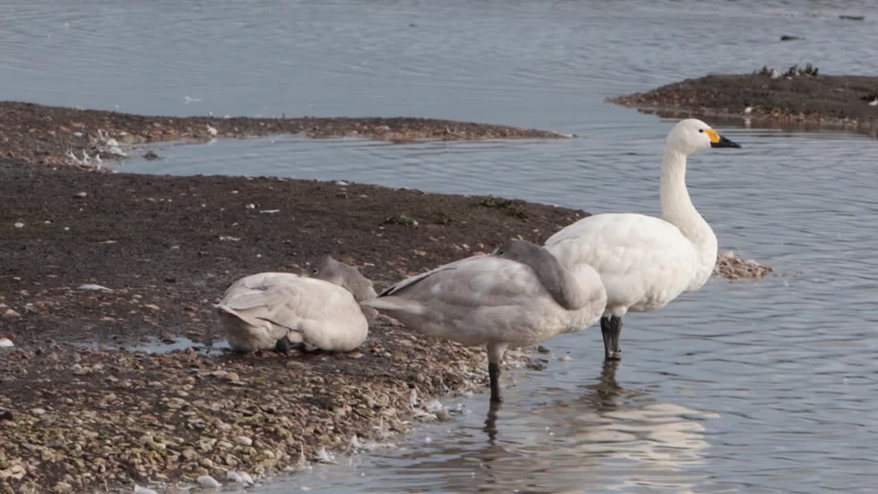 An adult and two immature Bewick's Swans, Cygnus columbianus bewickii, at edge of a shallow lake. Severn Estuary. Winter. UK