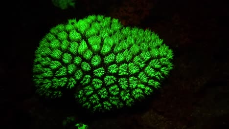 coral duro fluorescente que brilla en color verde brillante en el arrecife de coral por la noche