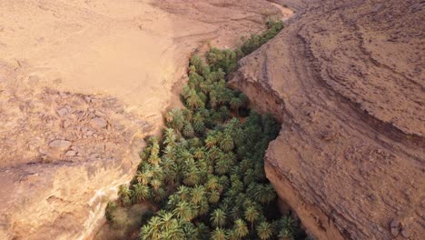 oasis of palm trees growing in desert canyon at terjit, mauritainia