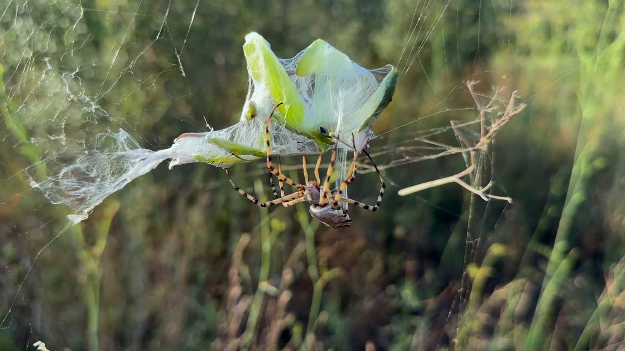 close-up view of a Tiger Spider wrapping with its silk a green color praying mantis trapped in its web, in a mediterranean landscape. Half speed video, handheld camera