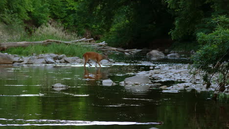 A-shot-tracking-a-beaver-swimming-across-a-river,-in-the-distance-a-White-tailed-deer-wades-through-the-shallow-rocky-waters-as-it-crosses-to-the-other-side,-Canada