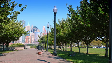 Walking by the park alley with lanterns. Approaching the beautiful Canada Geese grazing in the grass. High-rise city skyline at backdrop. Jersey, New Jersey, USA