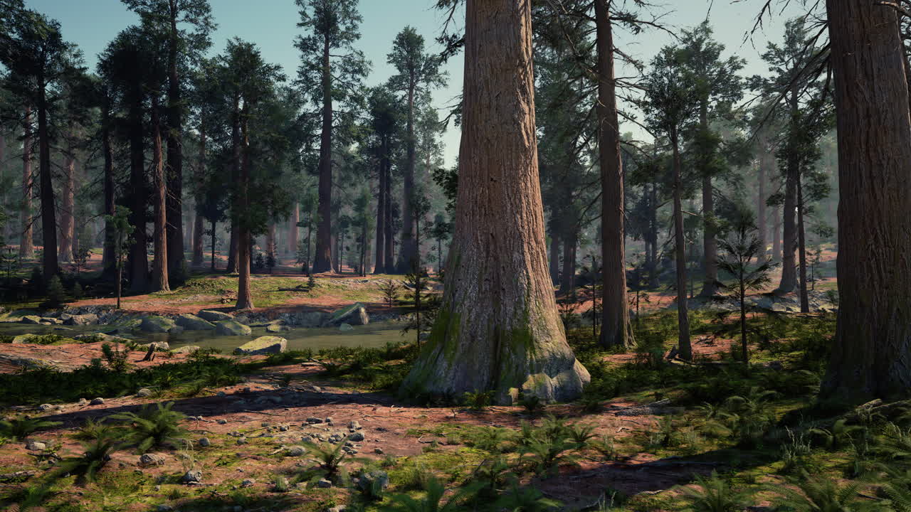 레드우드 숲 에 있는 거대 한 세코이아 나무 들