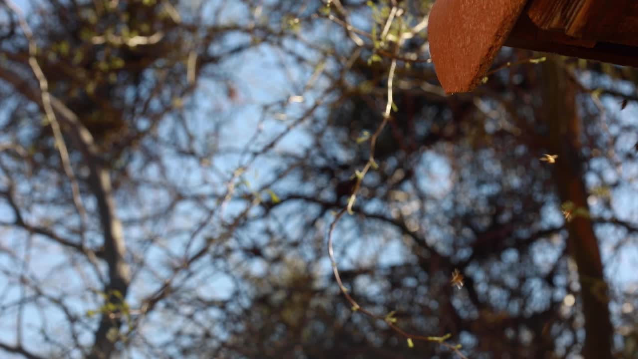 Bees Flying Around a Wooden Structure in Spring