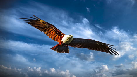 águia voando no céu, pássaro, animal, caçador, ilustração de substituição do céu, caça predadora, efeito de imagem estática cinemagraph com nuvens de lapso de tempo no céu